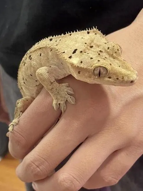 A crested gecko perched on a hand