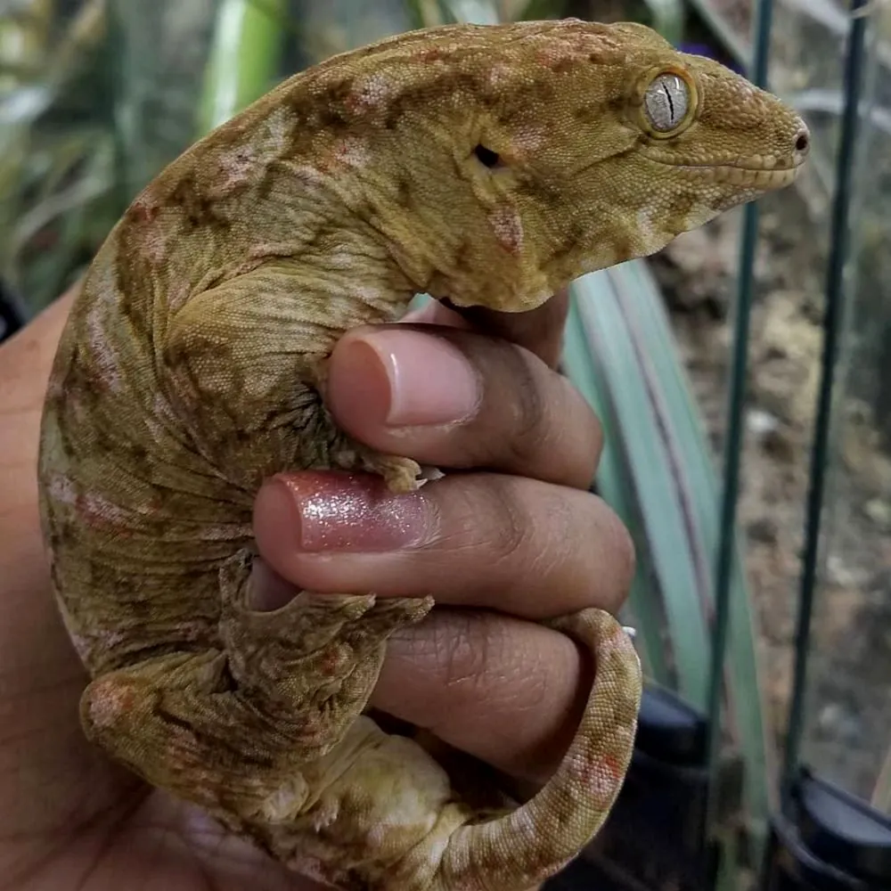 A New Caledonian giant gecko resting on a hand, its eye and textured skin in close-up