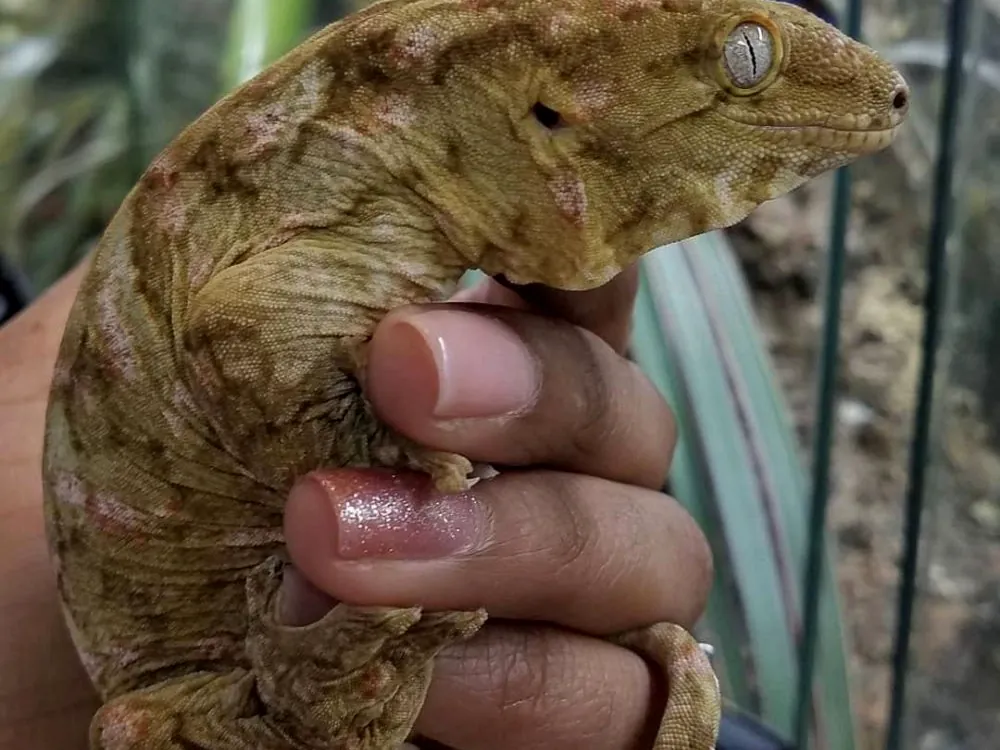 A New Caledonian giant gecko held in a hand at the store