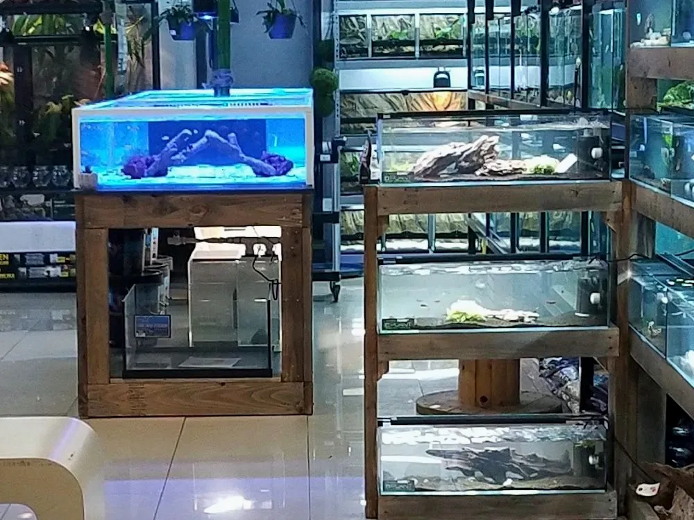 The store’s reef display tank glowing blue, with rows of aquariums behind it