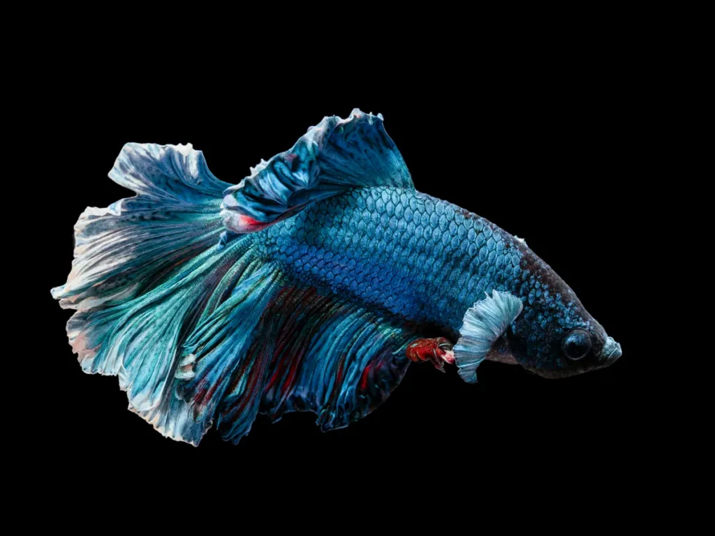 A blue halfmoon betta with long, flowing fins on a black background