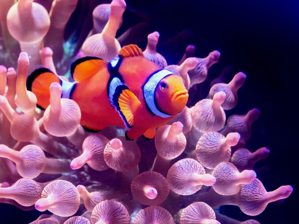 A clownfish nestled in a pink bubble-tip anemone in an aquarium