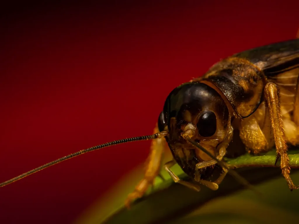 A close-up of a cricket resting on a leaf