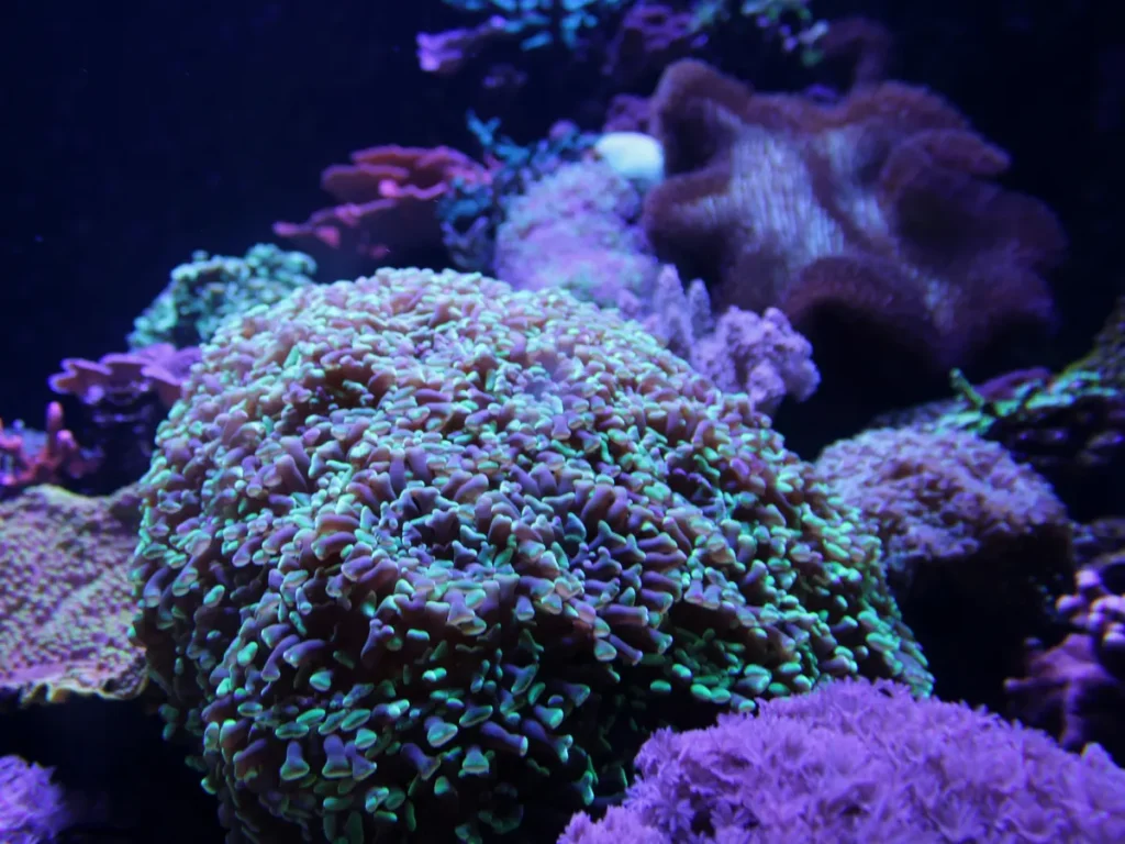 A hammer coral glowing under blue actinic aquarium lights