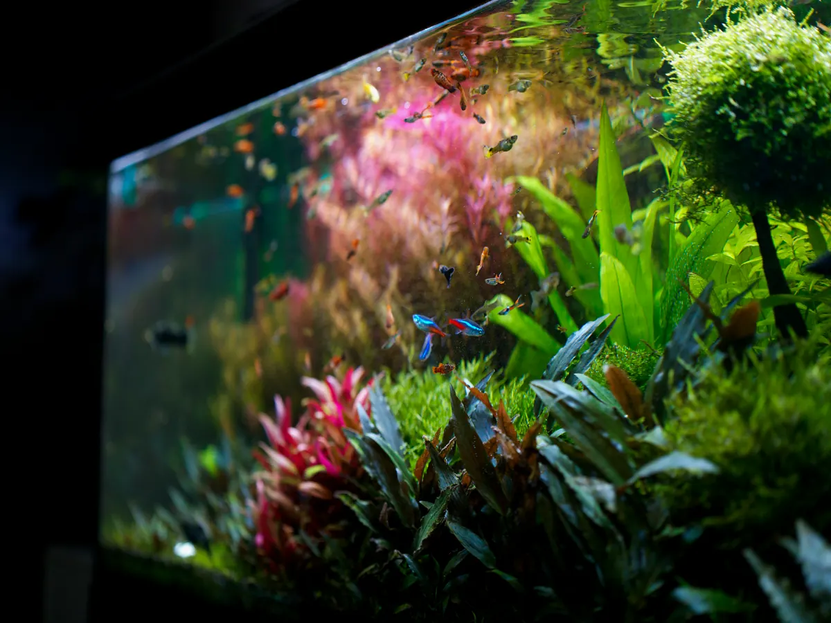 A planted freshwater aquarium with a school of small tetras